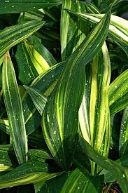 Image result for Aspidistra