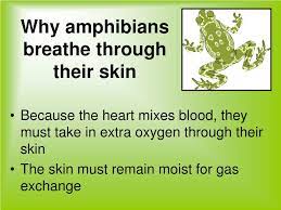 Ppt Amphibians Powerpoint Presentation Free Download Id 98025