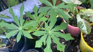 Image result for Manihot grahamii