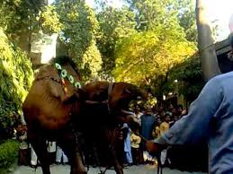 On receipt of your form, representatives of jamia binoria will contact you and inform the arrangement of receiving funds and other details. Eid Ul Azha Dangerous Qurbani Urasmi