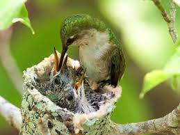 Submitted 1 year ago by pow67. Chicks Baby Hummingbirds Animals Hummingbird Pictures