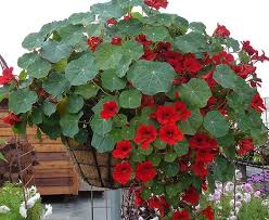 Image result for Tropaeolum majus
