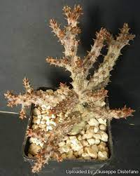 Edithcolea grandis is a one of the handsomest and most distinct of all the stapelioid group. Edithcolea Grandis