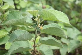 Image result for Grewia villosa