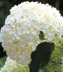 White Annabelle Hydrangea Annabelle Is The Bell Of The Garden She Has Beautiful Lar Wedding Flowers Hydrangea Annabelle Hydrangea Hydrangea Bouquet Wedding