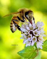 Image result for Gnidia virescens