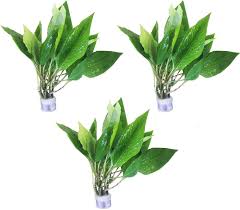 Image result for Samanea leptophylla