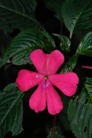 Image result for Impatiens psychadelphoides