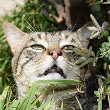 The veterinary surgeon will physically evaluate your cat to determine the cause. My Cat Smells Like Death Bad Breath And Other Causes