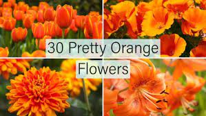 Use them in commercial designs under lifetime, perpetual & worldwide rights. 30 Different Types Of Orange Flowers A Z Home Stratosphere