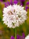 Allium Graceful Beauty | DutchGrown™ | Buy Online Fresh From the Farm
