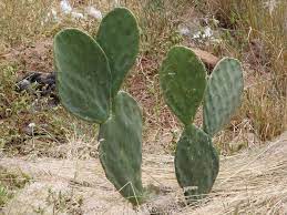 Dragon fruit is an exotic cactus that is found in asia, mexico, and parts of south america. Prickly Pear Are The Perfect Permaculture Plant For Parched Places Greening The Desert Forum At Permies