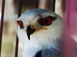 His Eyes Are Red Like A Saga Steemit A wide variety of eagle eyes red options are available to you, such as lamp type, voltage, and make. steemit