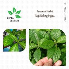 Daun pecah beling atau biasa disebut juga sebagai daun keji beling adalah salah satu jenis dedaunan herbal yang banyak tumbuh di indonesia. Bibit Tanaman Keji Beling Pohon Keji Beling Bibit Pecah Beling Pohon Pecah Beling Shopee Indonesia