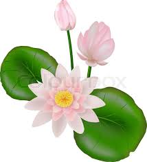 Looking for the best wallpapers? Pink And White Lotus Flower Or Water Stock Vector Colourbox