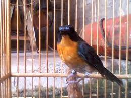 Maybe you would like to learn more about one of these? Jual Beli Burung Area Kediri Home Facebook