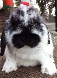 56 Rylee Bunnies Ideas Baby Bunnies Cute Animals Cute Bunny