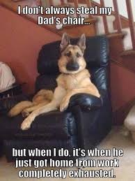 Pin By Hi On German Shephards German Shepherd Funny German Shepherd Memes German Shepherd Dogs