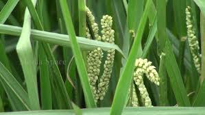 Image result for Paspalum scrobiculatum
