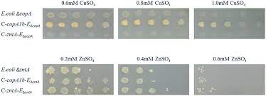 Complementation Of Dcopa E Coli Copper Sensitive Phenotype And Dznta Download Scientific Diagram