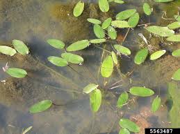 Image result for Ottelia ulvifolia