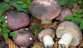 Image result for Russula variata