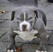 liza sila super tuyu kadar omru olsun takip liza sila begenmeden gecme kalitesiz bulanik blue nose pitbull pitbulls pitbull lover