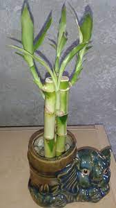 This Is Cute Lucky Bamboo Plant Water When U See The Water Lessen In The Pot Every 3 Weeks Lucky Bamboo Plants Indoor Bamboo Plant Indoor Flowering Plants