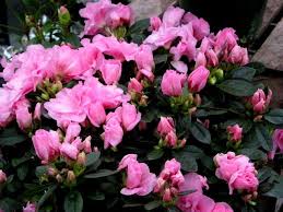 Care Of Indoor Azaleas Tips For Growing An Azalea Houseplant Azaleas Care Azaleas Landscaping Plants