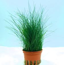Image result for Eleocharis complanata