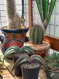 Image result for Stemodiopsis