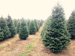Acheter un sapin de noel. Top Endroits Ou Acheter Ton Sapin De Noel Nightlife