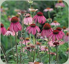 Perennial Plants Echinacea Purple Coneflower Flowers Perennials Perennials Florida Plants