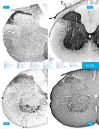 Access online via elsevier, 2006. Atlas Of The Rat Spinal Cord Sciencedirect