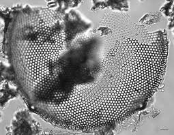 Image result for Discopodium