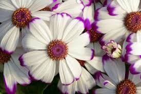 Image result for Cineraria