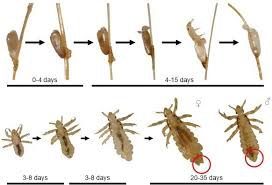Image result for lice life cycle