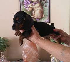4 adorable puppies need a home 4 weeks mixed breed (salisbury ) pic hide this posting restore restore this posting. Dachshund Puppy For Sale In Lynchburg Va Adn 25364 On Puppyfinder Com Gender Female Ag Dachshund Puppies For Sale Dachshund Puppy Miniature Dachshund Puppy