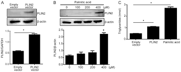 Рекламные программы всё о google google.com in english. Plin2 Inhibits Insulin Induced Glucose Uptake In Myoblasts Through The Activation Of The Nlrp3 Inflammasome