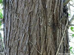 Image result for Cupressus lusitanica