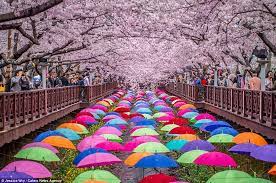 Stunning Cherry Blossoms In Full Bloom In Japan And South Korea Kyoto Japan Cherry Blossom Cherry Blossom Cherry Blossom Japan