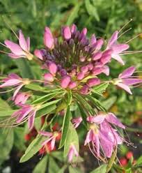 Image result for Cleome macrophylla