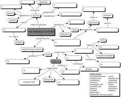 Nervous System Concept Map Nervous System Anatomy Human