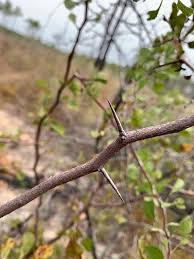 White flowering trees in alabama. Crataegus Alabamensis Alabama Hawthorn Hawthorn Thornapple North Carolina Extension Gardener Plant Toolbox