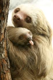 Baby Hoffman S Two Toed Sloth Aysan Sticks Her Tongue Out In Our Photo Of The Week Born July 25 The Little Sl Cute Baby Sloths Cute Animals Cute Baby Animals