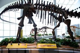 Memphis Things To Do With Kids 10best Attractions Reviews Memphis Zoo Memphis Kids Attractions