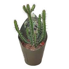Image result for Euphorbia griseola