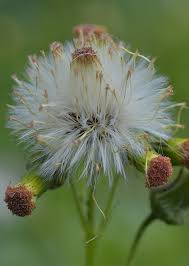 Image result for Crassocephalum crepidioides