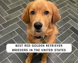 They had bloodhounds and australian shepherds and most recently, have fallen in love with golden retrievers. 8 Best Red Golden Retriever Breeders In The Usa 2021 We Love Doodles