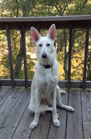 Find the perfect german shepherd dog puppy for sale in wisconsin, wi at puppyfind.com. Pin On White German Shepherd American Shepherd